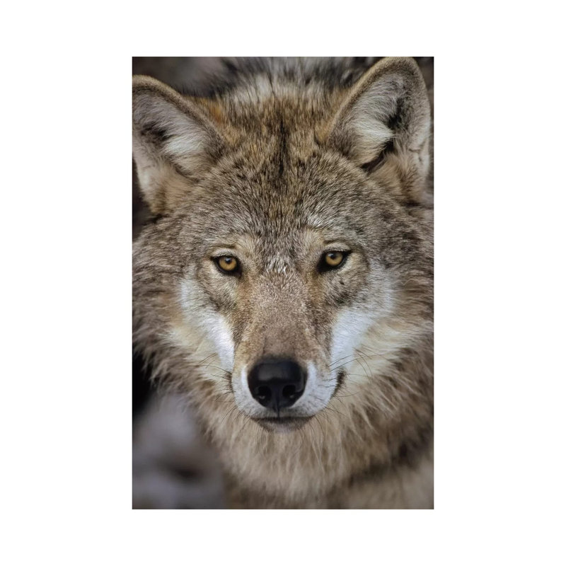 European Wolf Portrait, Sweden by Konrad Wothe - Wrapped Canvas Print, 30.48cm H x 20.32cm W x 1.91cm D
