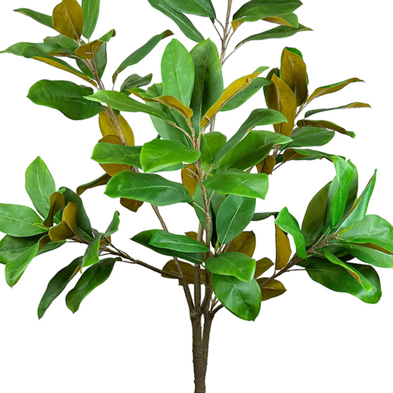 Magnolia dans un pot en ciment