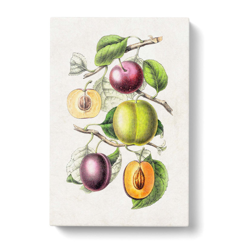Illustration Of Prunes - Wrapped Canvas Painting, 60cm H x 40cm W x 3cm D