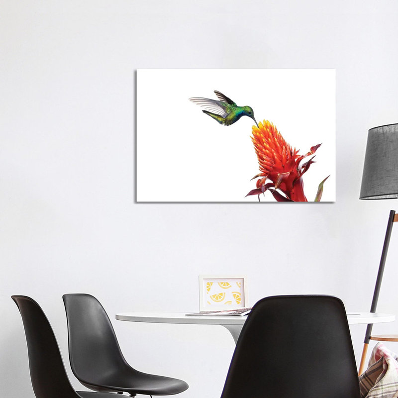Black-Throated Mango Hummingbird Feeding On Flower Nectar, Argentina by Agustin Esmoris - Wrapped Canvas Print