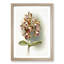 Magnolia Flowers Illustration Tab.77 by Frederick Sander - Picture Frame Art Print-55760752-55760757