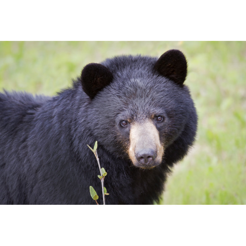 Black Bear Face - Wrapped Canvas Print, 30.48cm H x 45.72cm W