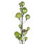 Guirlande Vickerman 6 'Celadon Ball Branch.-120209543