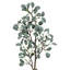 Jet d'eucalyptus