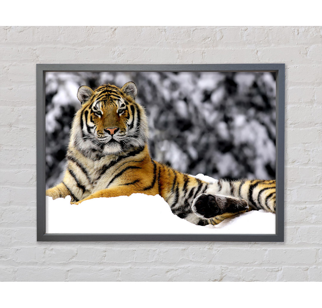 Tiger In Winter - Einzelner Bilderrahmen Kunstdrucke auf Leinwand