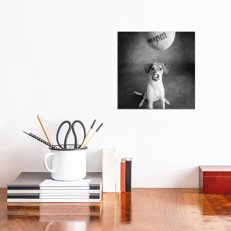 Portrait of a Mixed Dog Playing with a Tennis Ball 1 Piece Wrapped Canvas Wall Art, 30.48 cm H x 30.48 cm W