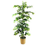 Ficus clippé de 6 pieds dans un panier en rotin