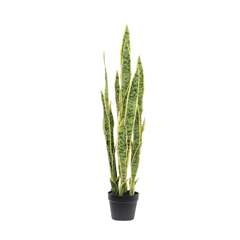 Sansevera en pot