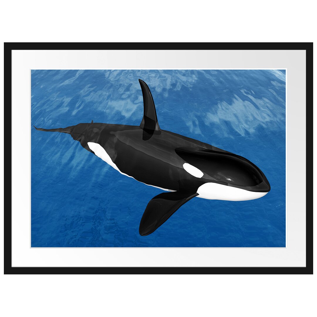 Gerahmtes Poster Schöner Orca im Meer