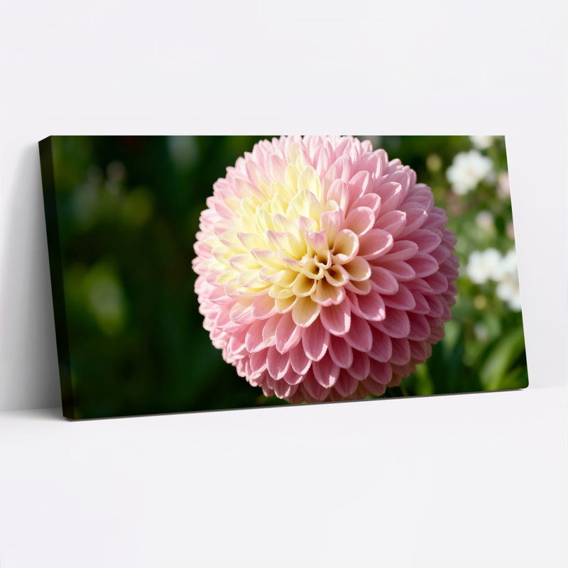 Ensemble de 1 tableau sur toile tendue avec fleur de dahlia rose, H 20 po x l 40 po