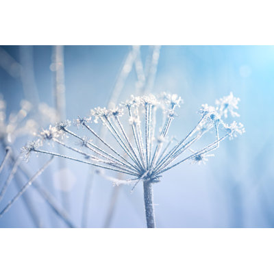 Winter Garden by 5ugarless - Wrapped Canvas Print