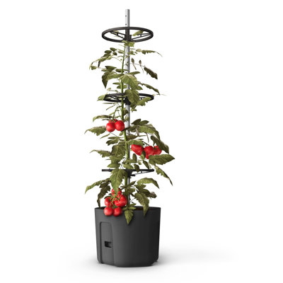 Bawan Planter - Self-watering Tomato Climber Pot with Trellis