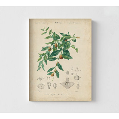 «Tropical Botanique VII» par Vision Studio, reproduction d'affiche botanique de plantes antiques, décor d'art tropical vert, affiche de plantes rétro