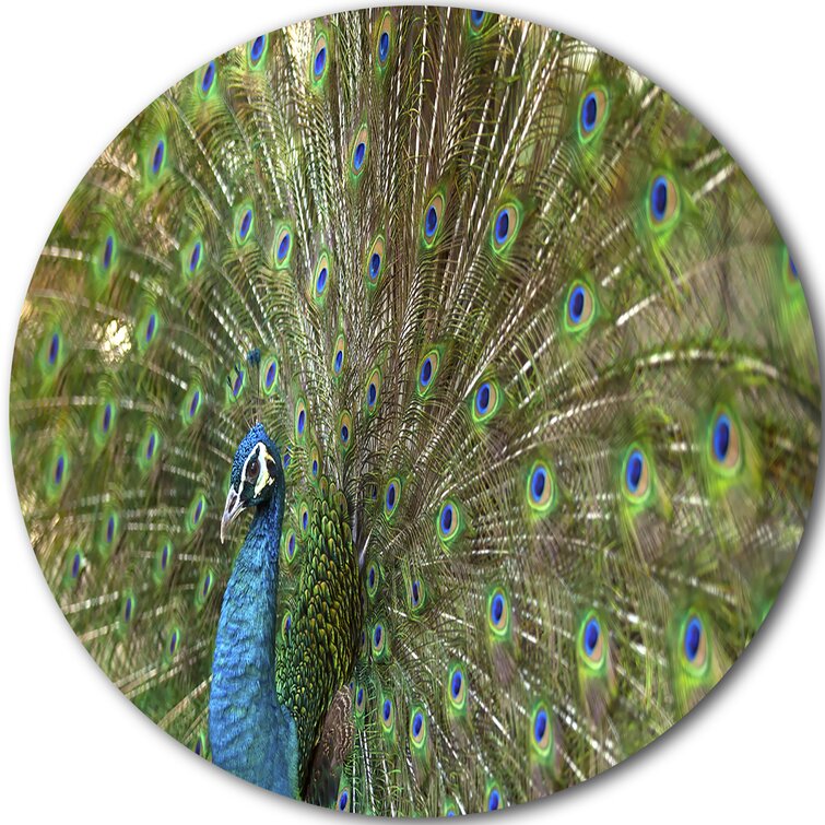 Close Up of Male Peacock Tail Feathers Peacock Photo Peacock Decor Wall Art Peacock Wall Art Bird Prints Bird Pictures Wall Decor Feather Prints Wall