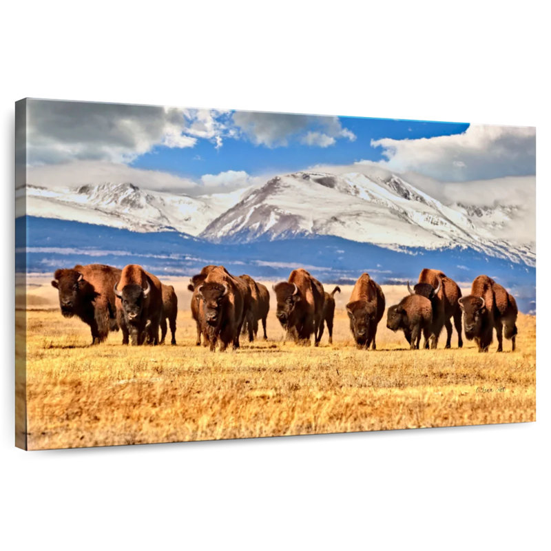 Bison d'Amérique broutant dans un champ au Colorado, H 16 po x l 24 po