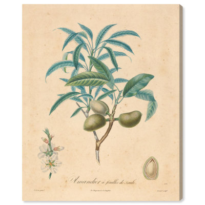 Almond of Georgia II Canvas by Art Remedy