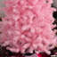 Sapin de Noël rose de 7 pi de hauteur - 818 branches, stable pour les appartements à base artificielle