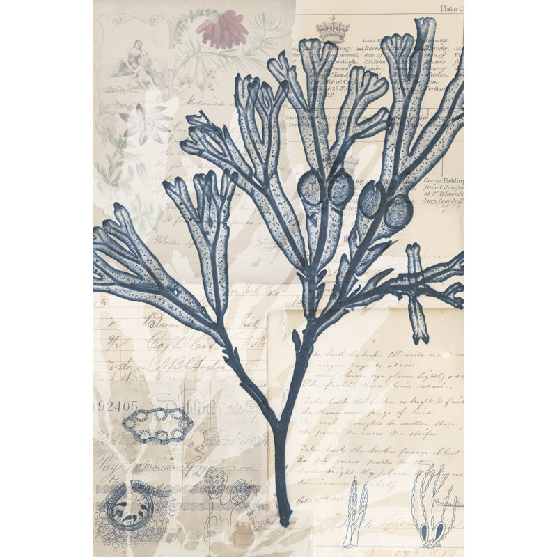 Seaweed Arrangement III by Vision Studio - Print on Canvas, Wrapped Canvas, 76 cm H x 51 cm W