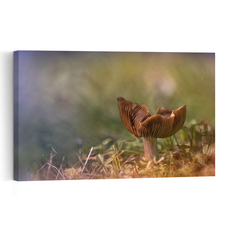 Tranquil Forest Mushroom Delicate Organic Peaceful Autumn Forest Wall Art Print by Fabrizio Daminelli - Print