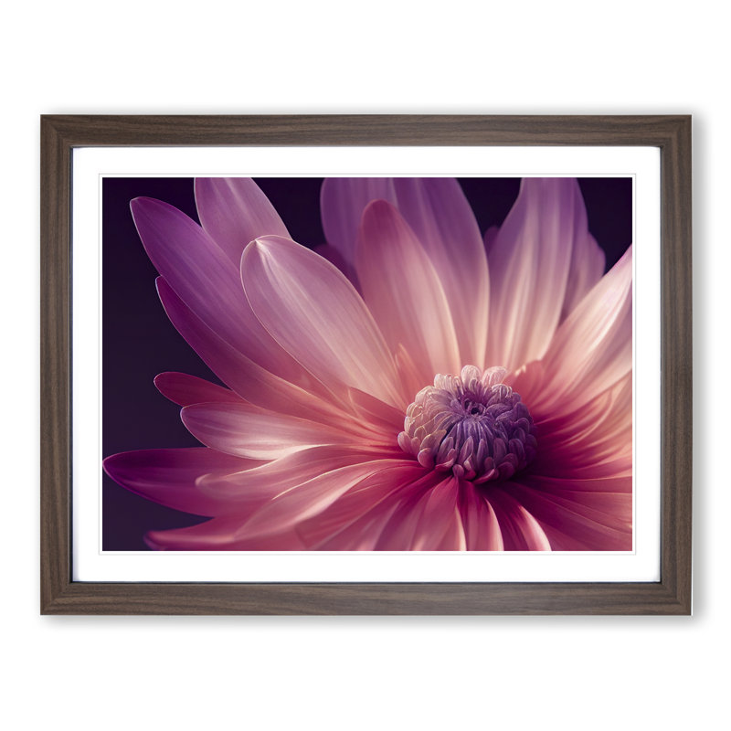 Cute Chrysanthemum Flower Vol.4 - Framed Print, 34cm H x 46cm W x 2cm D, Walnut