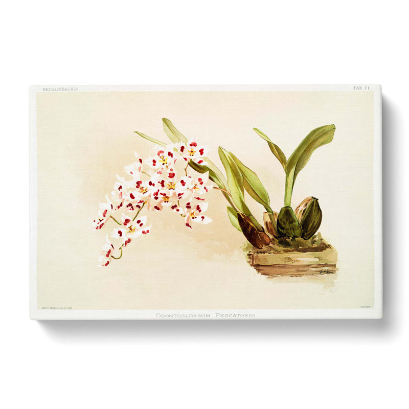 Magnolia Flowers Illustration Tab. 71 by Frederick Sander - Wrapped Canvas Art - Wrapped Canvas, 40cm H x 60cm W x 3cm D