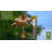 Flying Pig 37'' H Metal Animals Weathervane