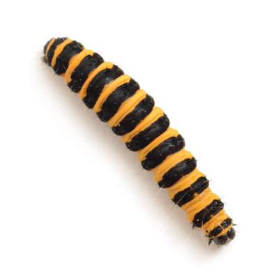 Caterpillar From Above by Alasdairjames