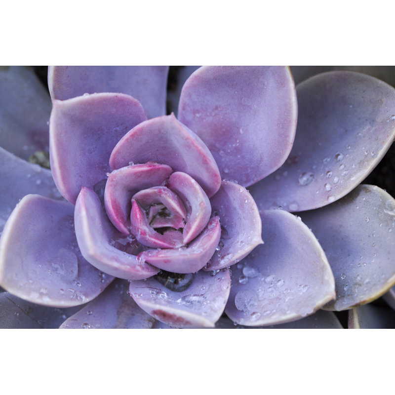 Succulent Flowerbeds - Wrapped Canvas Print, 51cm H x 76cm W x 3.8cm D