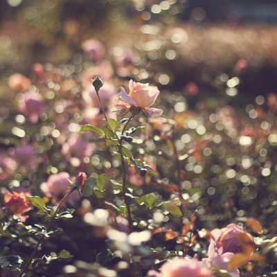 Mijanur " Vintage Rose "