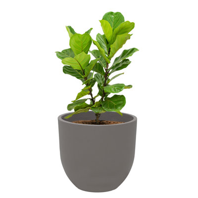 Pot Planter