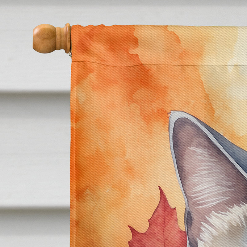 Chat en feuilles d'automne, British Shorthair