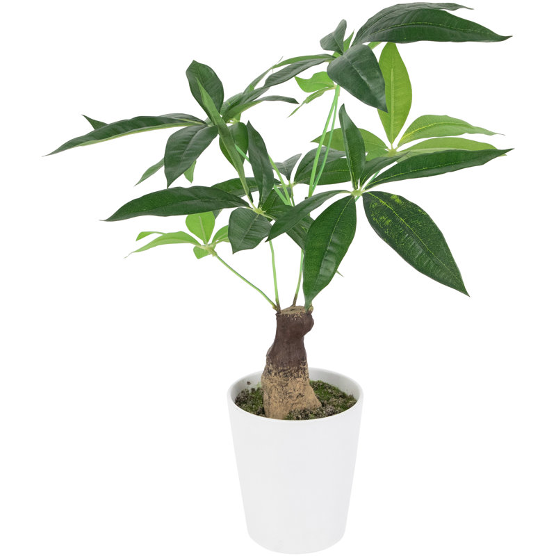 20 plantes