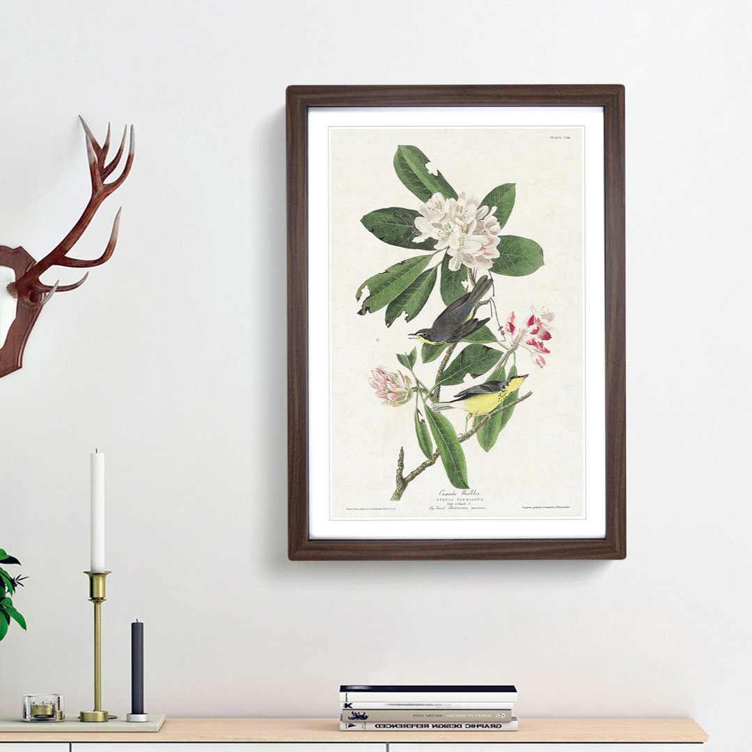 Canada Warbler Birds by John Audubon - Framed Print
