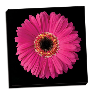 «Pink Gerbera Daisy», reproduction de photo sur toile tendue