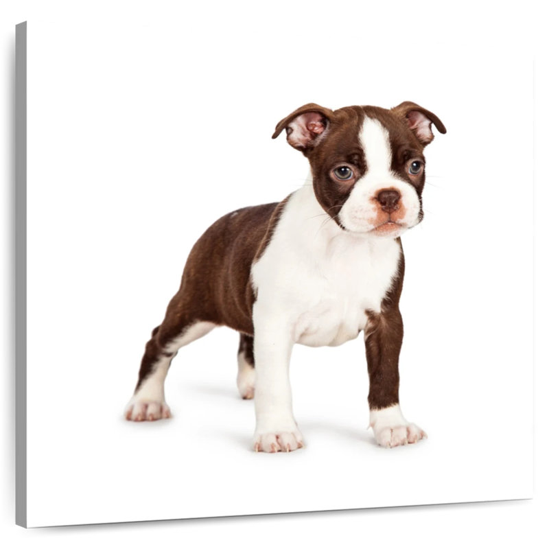 Crowle Baby Boston Terrier