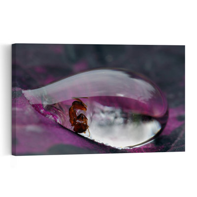 Ant In Water Drop Abstract Delicate Contemporary Ant Nature Wall Art Print by Jimmy Hoffman - Print