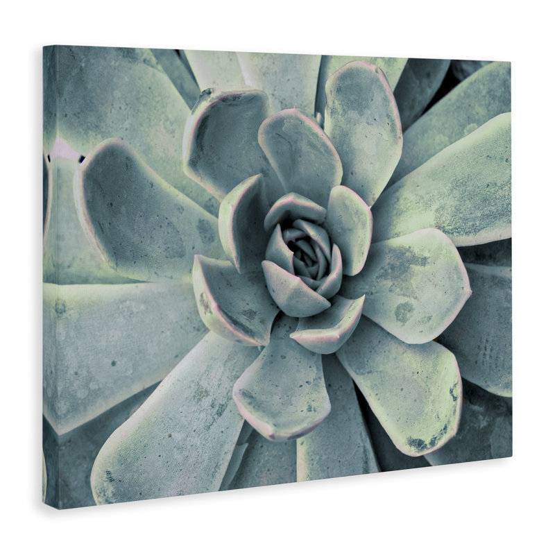«Green Cactus Succulent», art mural sur toile par Susan Bryant, H 16 po x l 20 po