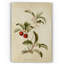 « botanique plate xviii », reproduction d’impression sur toile tendue-22188345