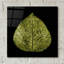 «Feuille verte» par PhotoINC Studio-159307692