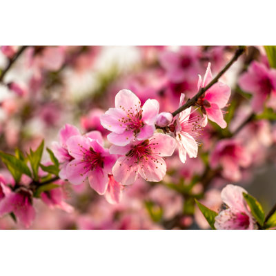 " Beautiful Peach Tree Flowers "