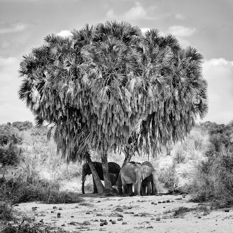 Wrapped Canvas Print, 50.8 cm H x 50.8 cm W