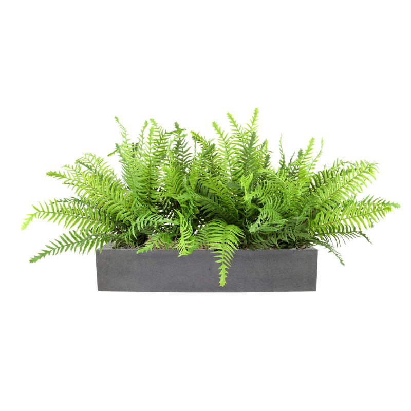 Outdoor UV Rated Ferns Arranged in Fiberstone Planter, 16" H x 32" W, Gray