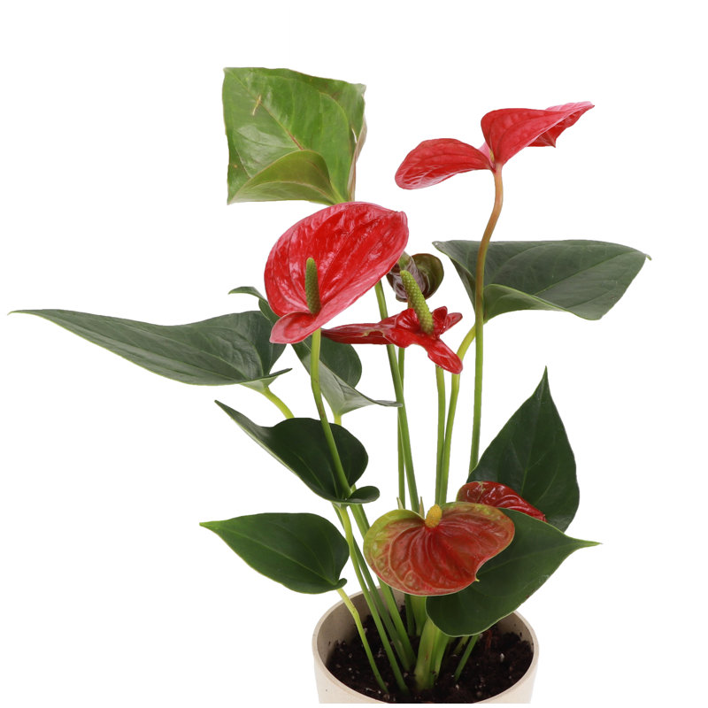 Live Anthurium Plant in Gold Pot