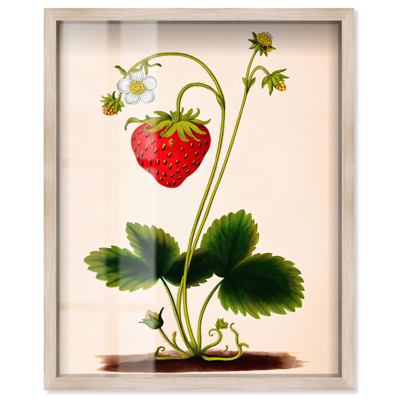 «Strawberry Kitchen Art Shadowbox» par Art Remedy, H 21 po x l 17 po, Crème