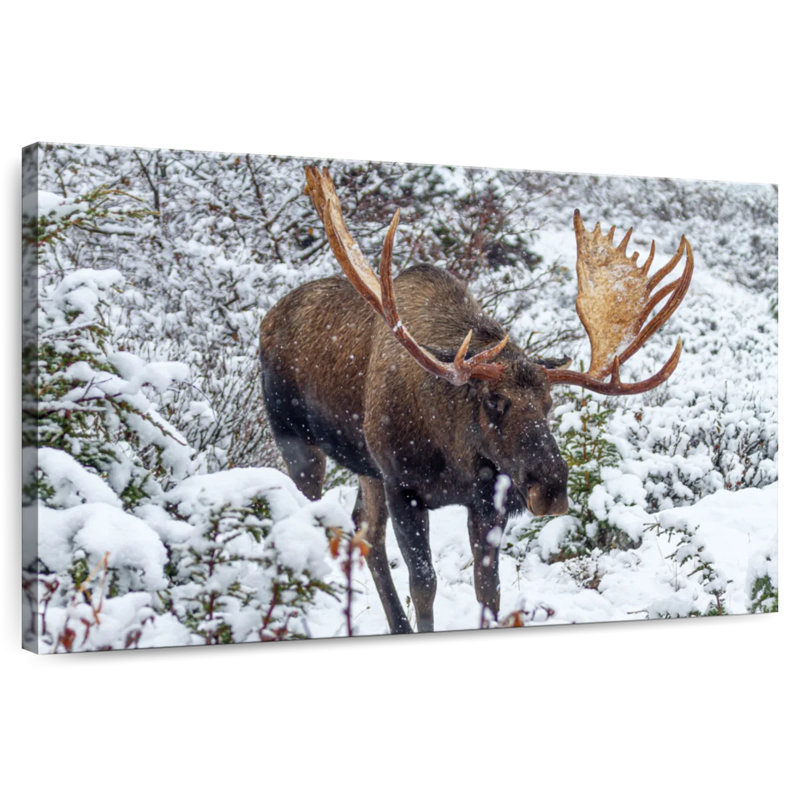 Moose In Winter