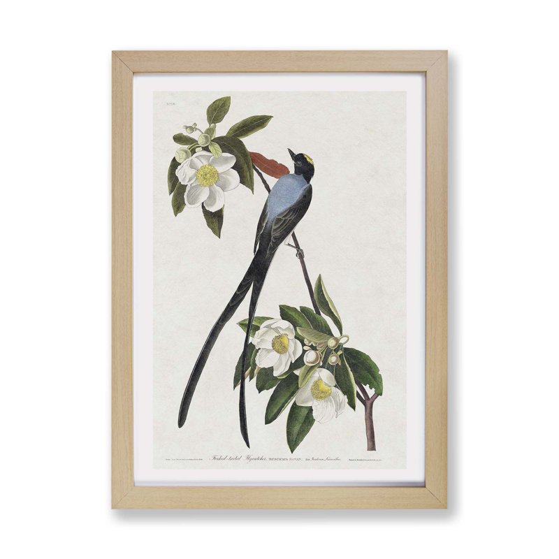 Fork-Tailed Flycatcher Bird by John James Audubon - Framed Print, 33cm H x 45cm W x 2cm D, Oak