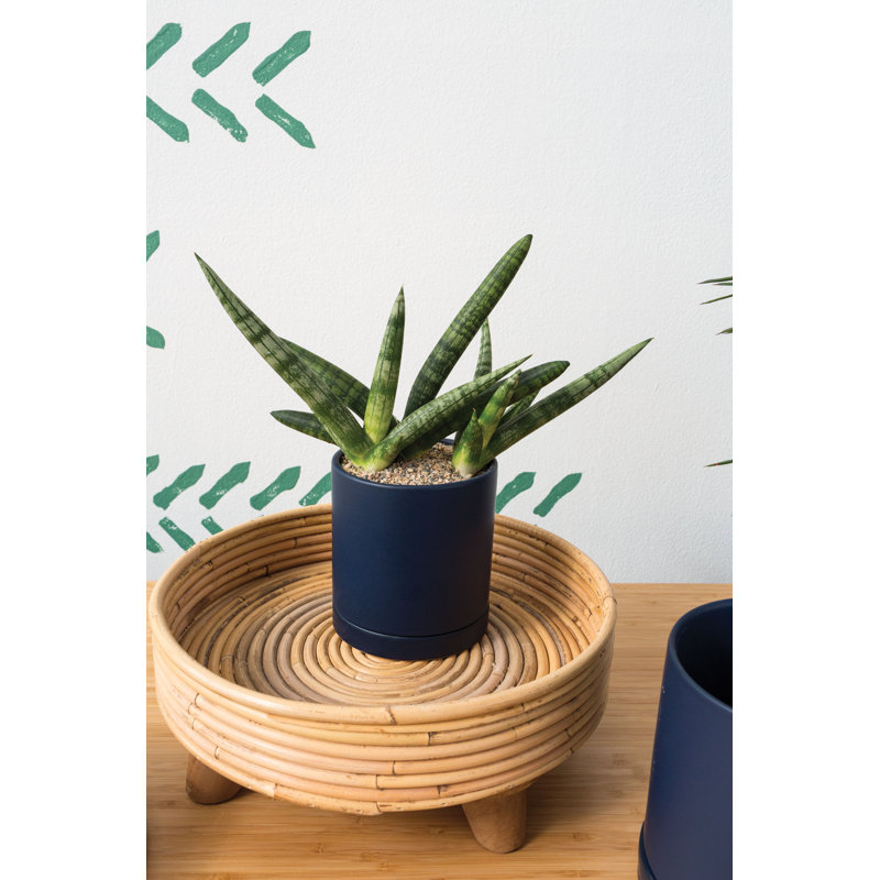 Pot de fleurs en céramique Carlotta, Bleu foncé, H 4,75 po x l 4,25 po x P 4,25 po