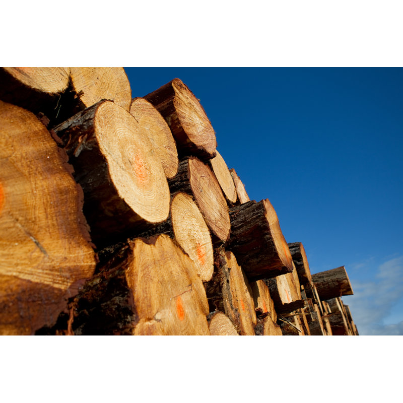 Timber Logs par Inlina - Photographie sur toile tendue, L 36 po x H 24 po