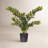 Zen Potted Green Zamifolia Artificial Bush-513003031