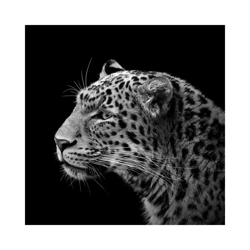 Leopard In Black And White I by Lukas Holas - Wrapped Canvas Print, 66.04 cm H x 66.04 cm W